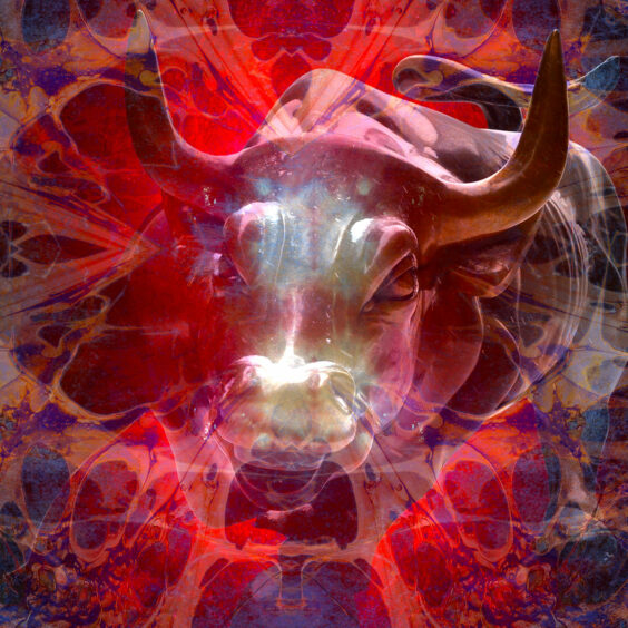The bull