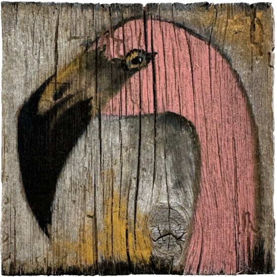 Sunrise Flamingo X